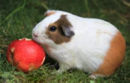 Can Guinea Pigs Eat Apples? A Comprehensive Guide