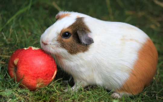 Can Guinea Pigs Eat Apples? A Comprehensive Guide