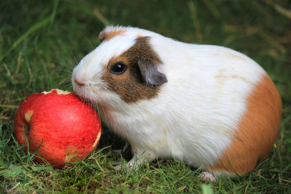 Can Guinea Pigs Eat Apples? A Comprehensive Guide