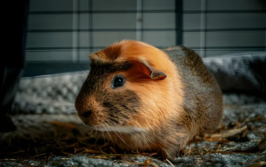 The Best Guinea Pig Bedding of 2024