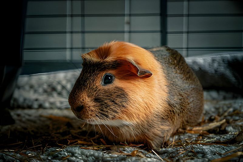 The Best Guinea Pig Bedding of 2024