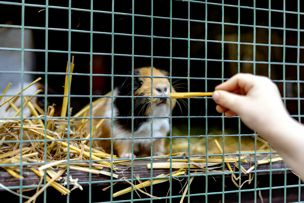 Guinea Pig Cage -2