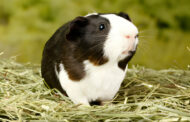 Best Diet food for a Guinea Pig?