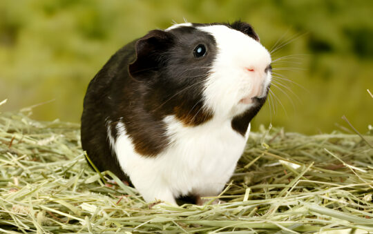 Best Diet food for a Guinea Pig?