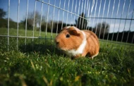 How Often Should You Clean a Guinea Pig’s Cage?