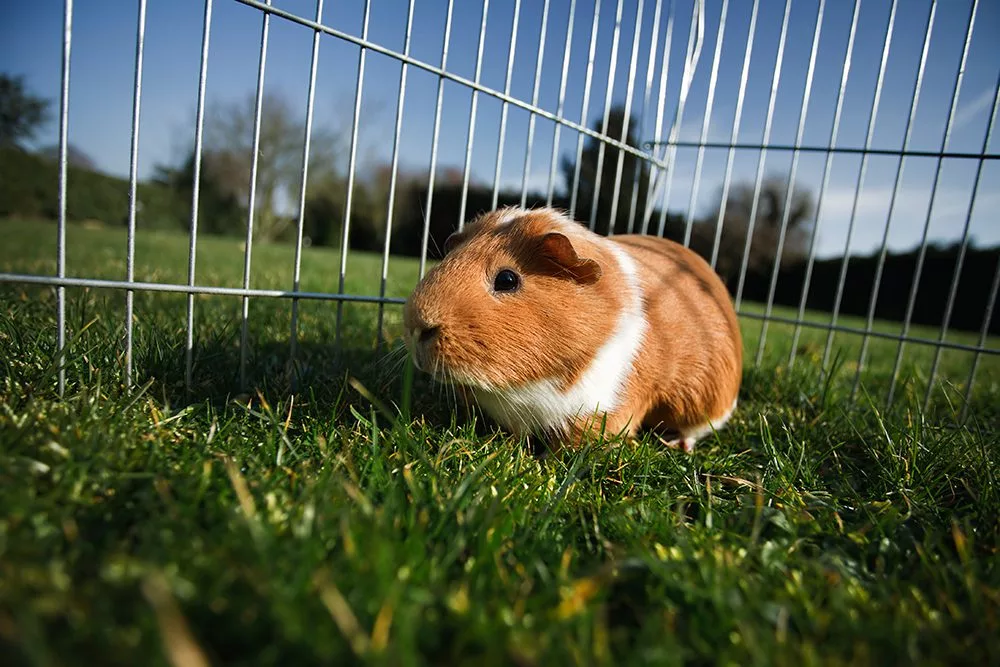 How Often Should You Clean a Guinea Pig’s Cage?