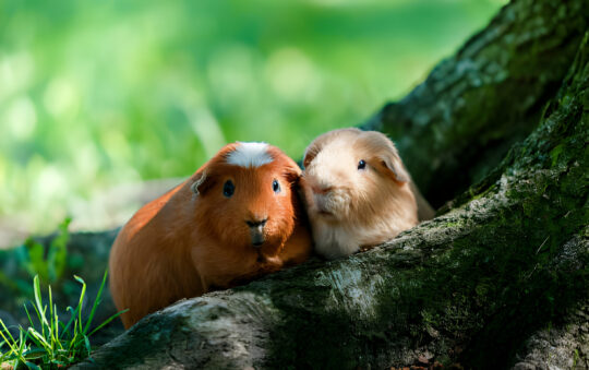 Why Do Guinea Pigs Make Squeaky Sounds?