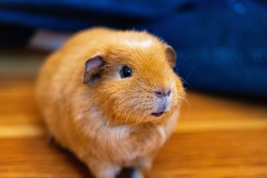 Best Guinea pig choice Small Animal Supplies