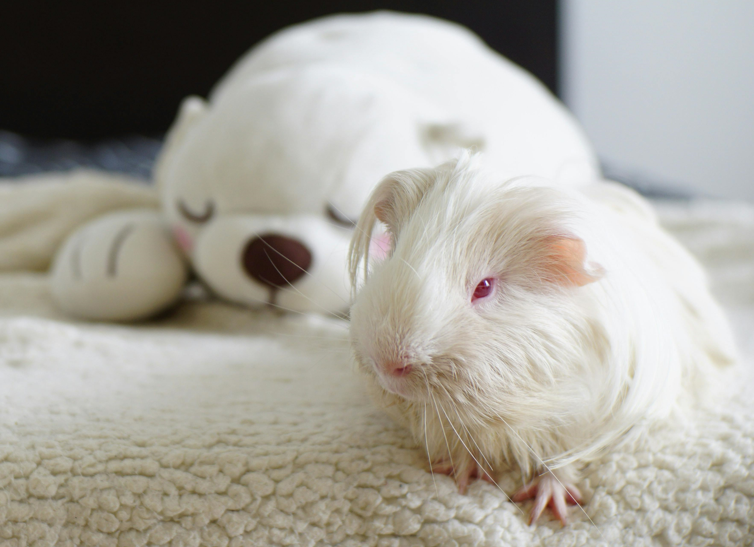 cute guinea pig pets