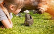 Motherhood and Guinea Pigs: A Perfect Match for Family Love