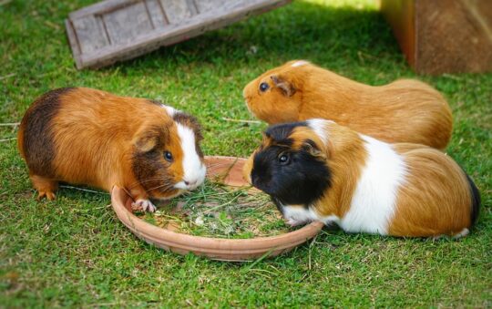 The Top Chew Toys for Guinea Pigs