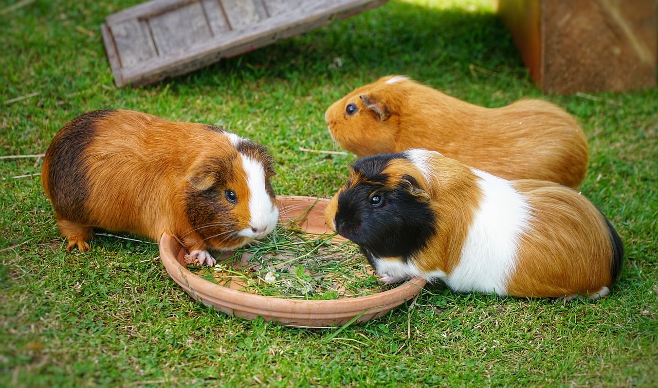 The Top Chew Toys for Guinea Pigs